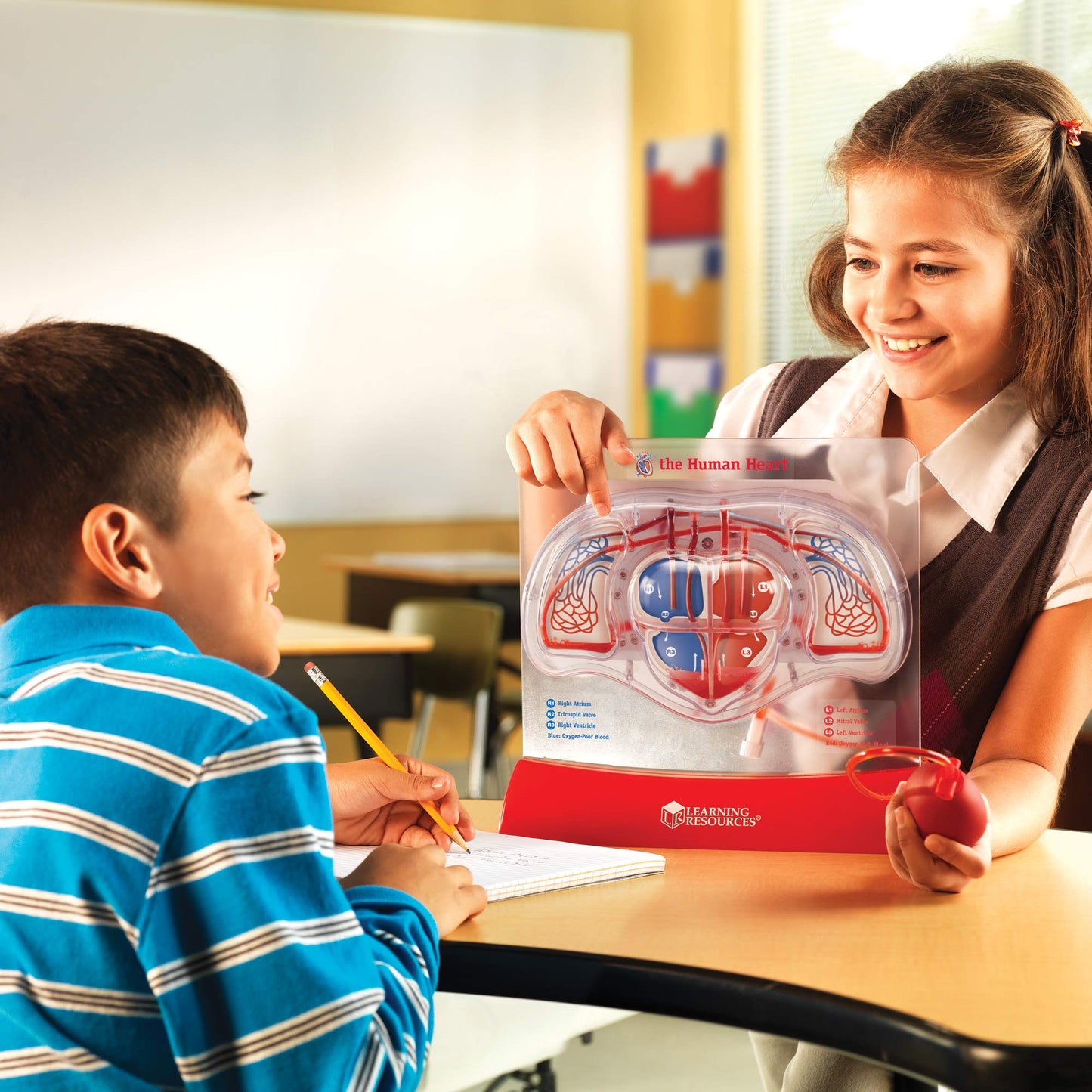 Learning Resources Pumping Heart Model - Science Classroom Must Haves, STEM Student Essentials, Practice Anatomy, Cardiology Artery and Veins Study Tools, Back to School Supplies for Teachers