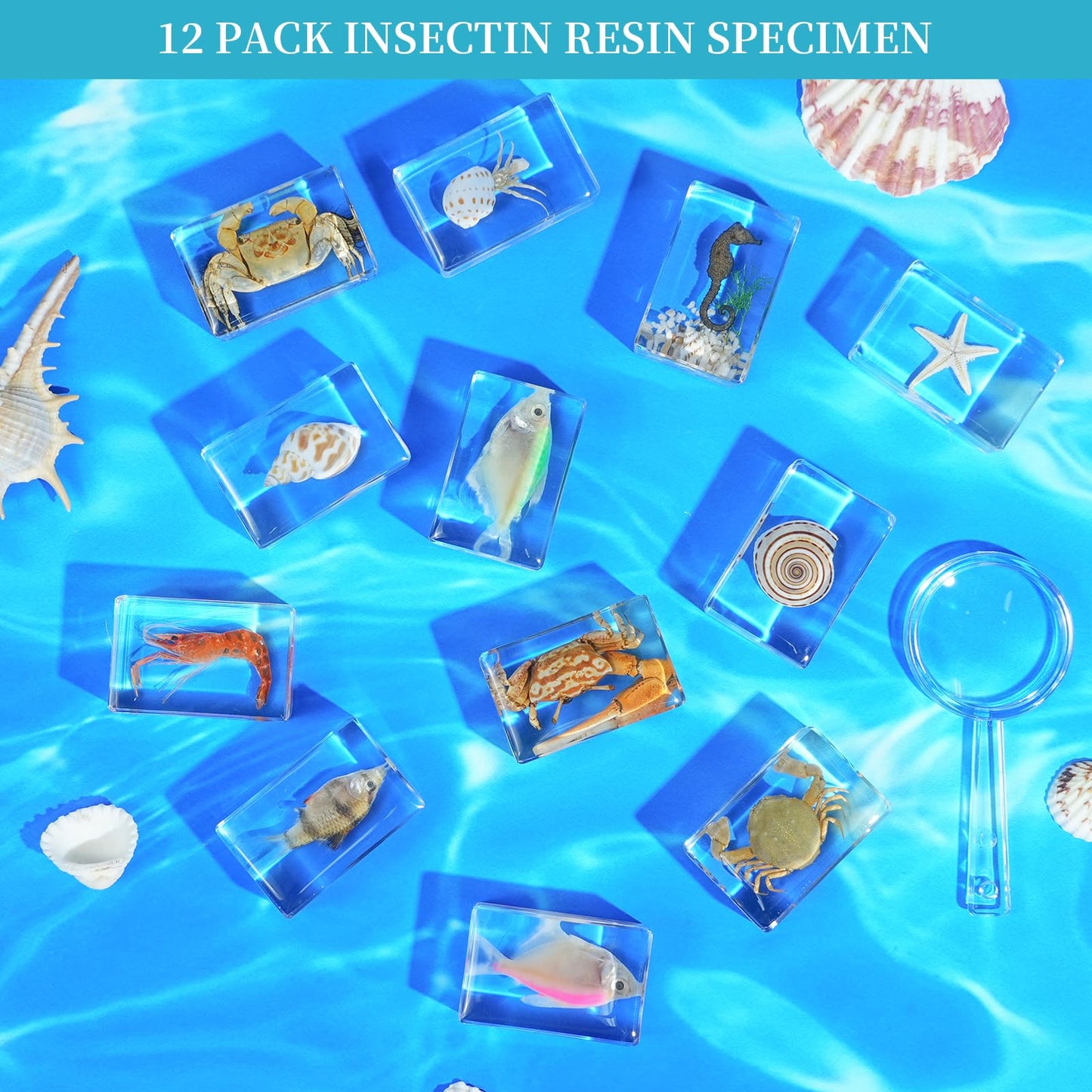 12Pcs Marine Specimen Set in Resin - Real Taxidermy Sea Creatures Collection with Magnifier for Marine Biology Decor, Science Education & Ocean Lovers Gift