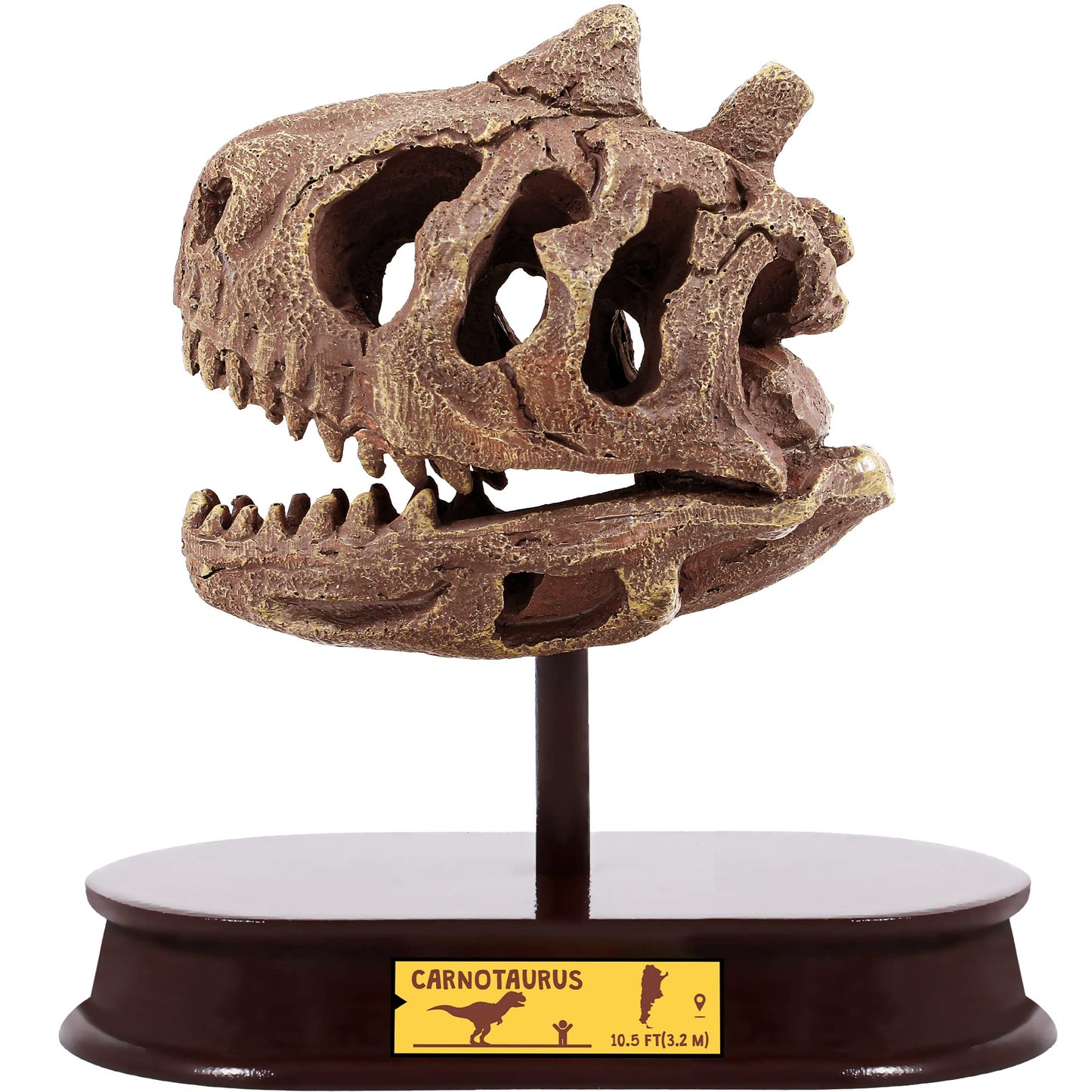 ArtCreativity Dinosaur Excavation Kit for Kids, Carnotaurus Skull Excavating Set with Fossil Digging Tools and Stand, Fun Science Activity Toy, Educational Dinosaur Gift for Boys and Girls