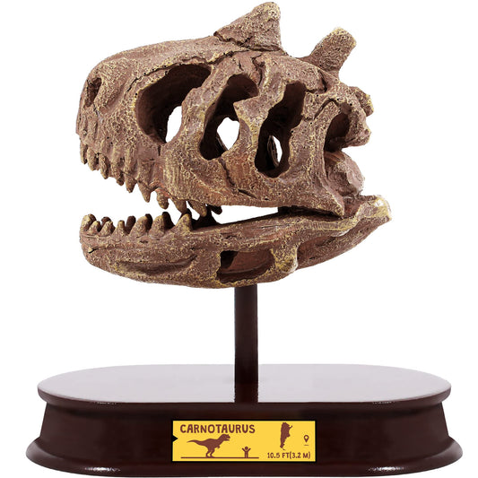 ArtCreativity Dinosaur Excavation Kit for Kids, Carnotaurus Skull Excavating Set with Fossil Digging Tools and Stand, Fun Science Activity Toy, Educational Dinosaur Gift for Boys and Girls