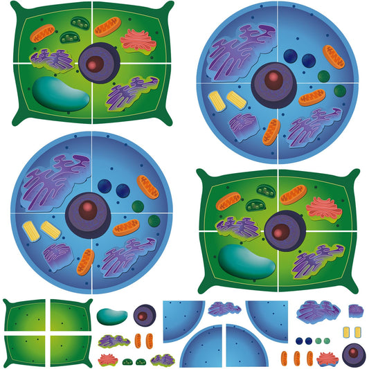 VercanMonth 2 Set Magnetic Animal and Plant Cell Anatomy Model Set Biology Science Learning Kit for Classroom Home School Supplies Stem Educational Teaching Tool