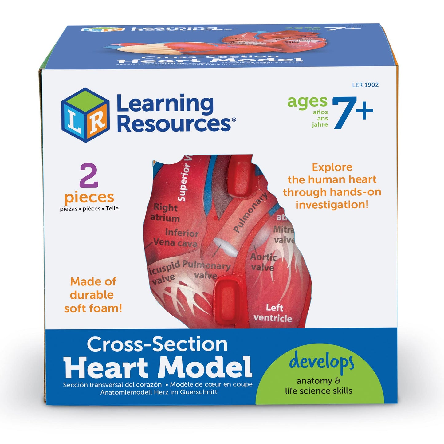 Learning Resources Cross-Section Human Heart Model - Practice Anatomy, Cardiology Artery and Veins Study Tools, Classroom Must Haves, STEM Student Essentials, Back to School Supplies for Teachers