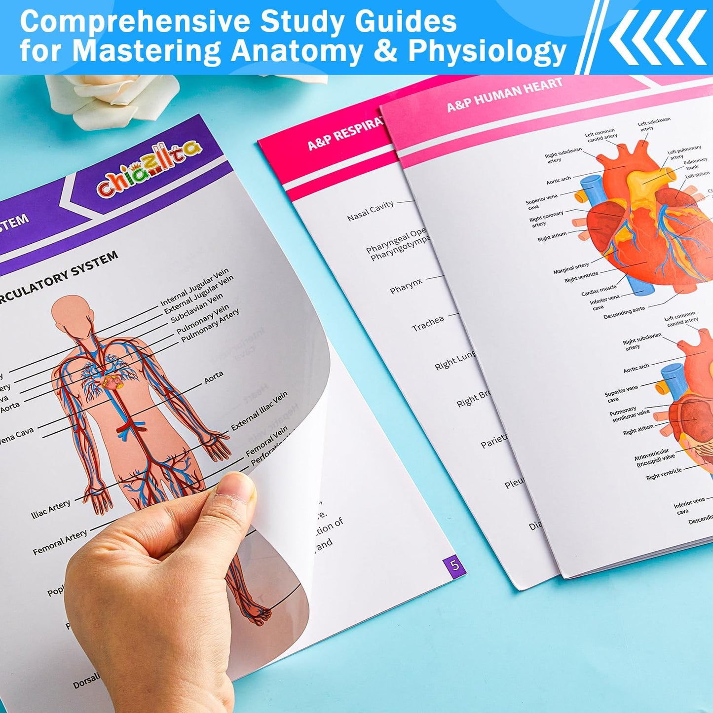 chiazllta 16 Pack Anatomy & Physiology Study Guides Set Human Body Systems Anatomy Study Tools Educational Charts Nursing School Success Bundle for Paramedic Medical School Students