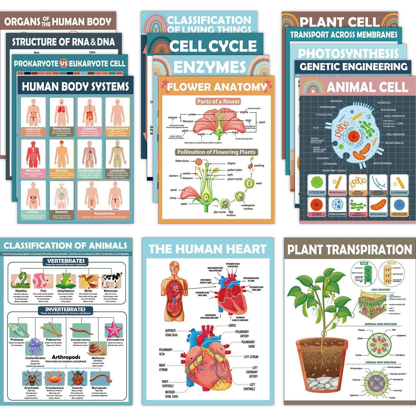 16Pcs Boho Science Posters for Classroom Middle School Supplies Biology Poster Classroom Decoration Life Science Posters Charts for Teachers High School Education Bulletin Wall Decor