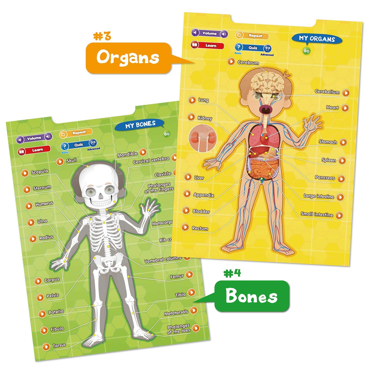 BEST LEARNING i-Poster My Body - Interactive Educational Human Anatomy Talking Toy for Kids Ages 5-12 to Learn Body Parts, Organs, Muscles and Bones Through Fun Sound and Quiz Modes