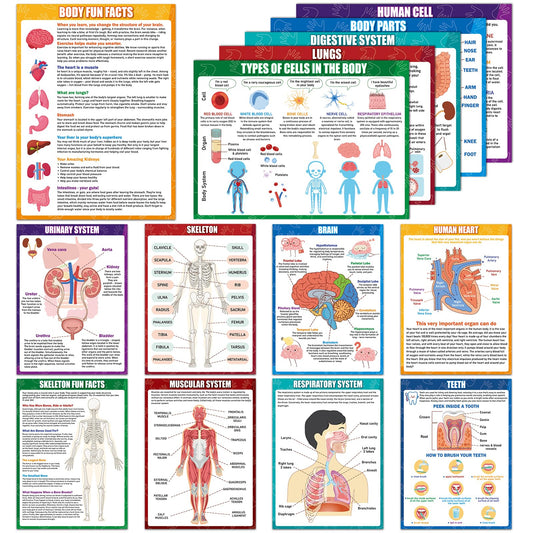 14Pcs Human Anatomy Posters Educational Learn Body Parts physiology study charts Wall Art Print Classroom Decorations for Kids Primary Middle High School Curriculum Homeschool Activity 11 x 14.7 In