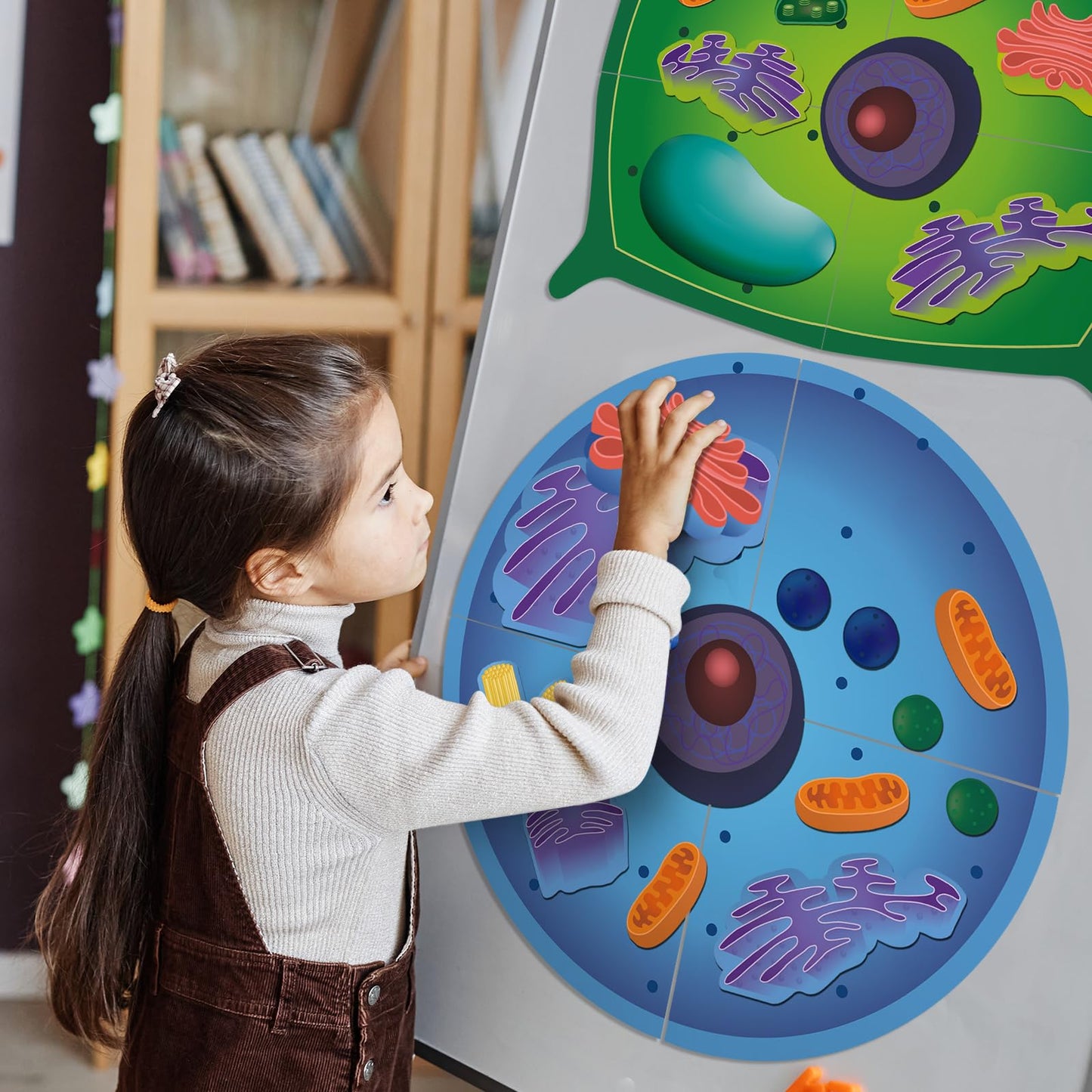 VercanMonth 2 Set Magnetic Animal and Plant Cell Anatomy Model Set Biology Science Learning Kit for Classroom Home School Supplies Stem Educational Teaching Tool