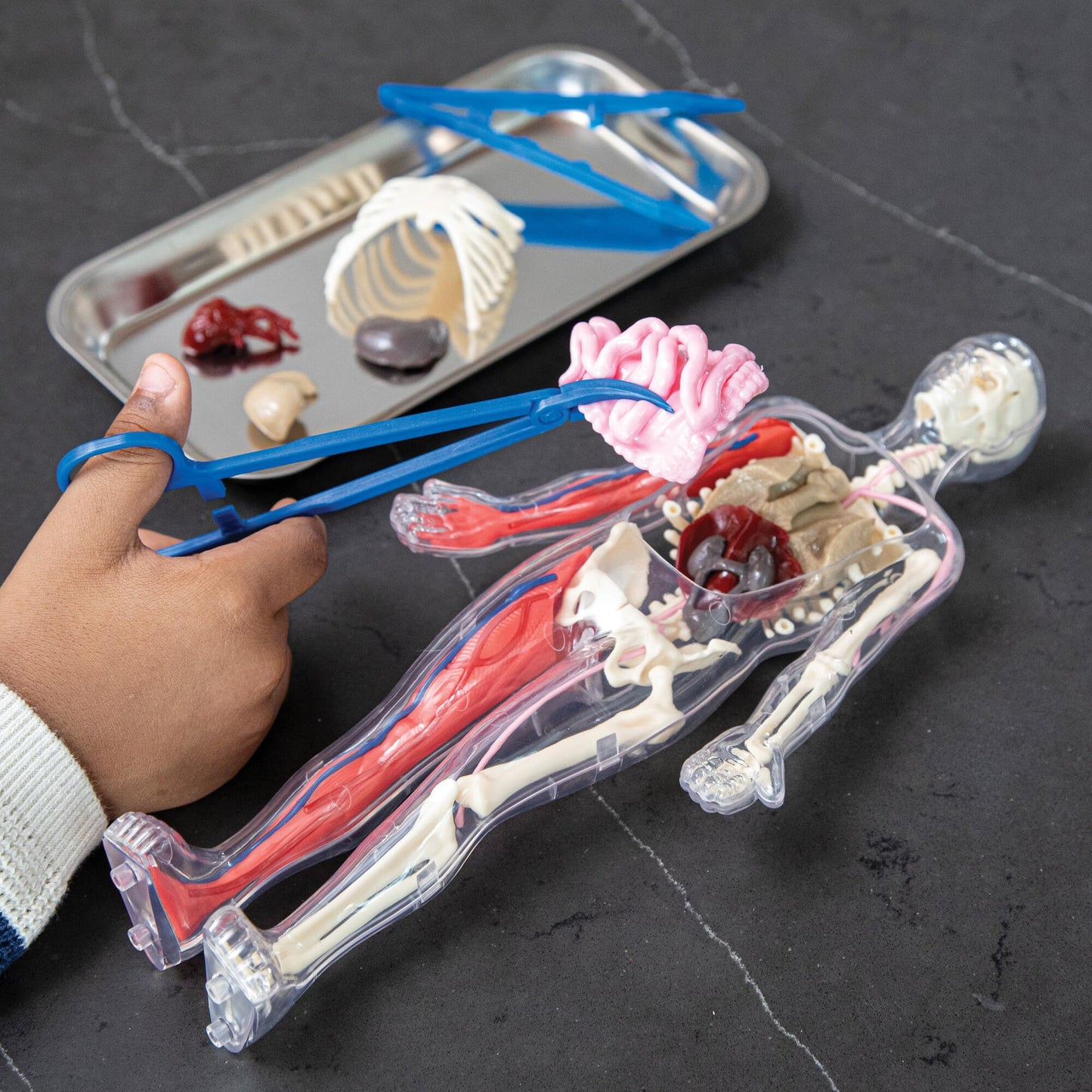 Human Body Anatomy Model Kit – 31-Piece Interactive STEM Set with 9 Squishy Organs, Bones, Muscles & Blood Vessels, Forceps & Discovery Guide – Educational Science Tool for Kids 6+