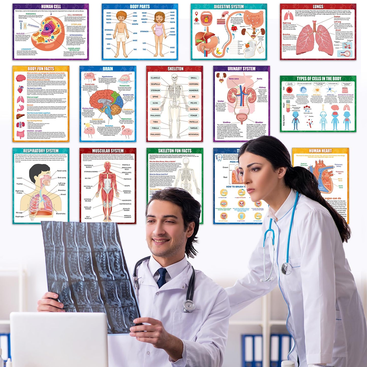 14Pcs Human Anatomy Posters Educational Learn Body Parts physiology study charts Wall Art Print Classroom Decorations for Kids Primary Middle High School Curriculum Homeschool Activity 11 x 14.7 In