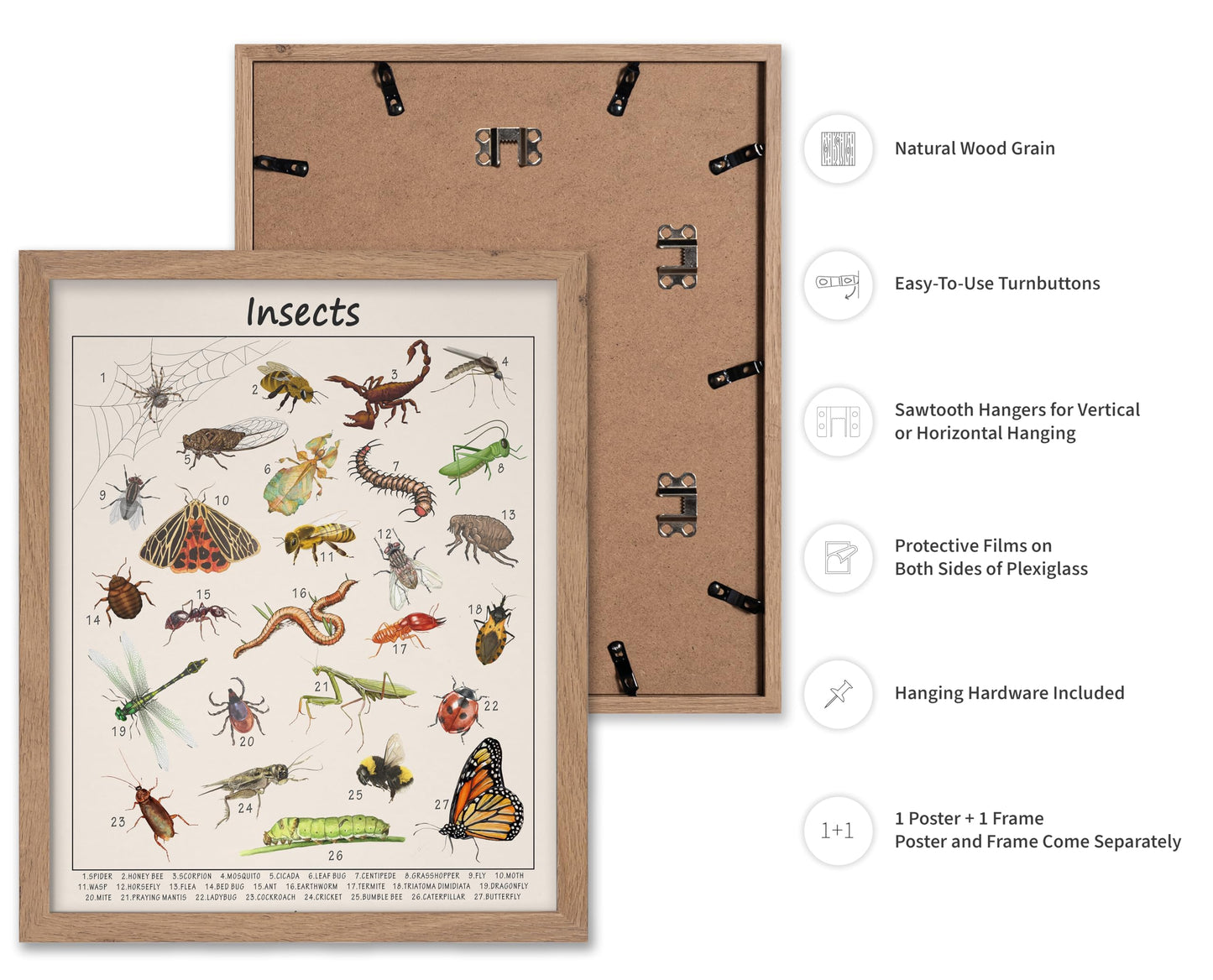 Poster Master Insects Poster - Educational Print - Learning Materials Art - Animal Art - Gift for Kids, Students & Teacher - Great Decor for Playroom, Classroom or Library, 11x14 Beige Framed