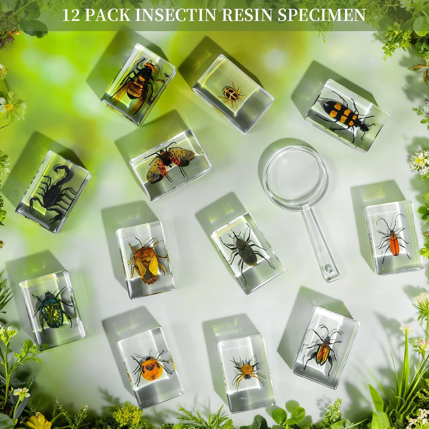 12Pcs Insect Specimens Set, Real Insect Taxidermy in Resin Specimens with Magnifier & Info Cards, Unique Science Classroom Science Education Animal Specimens, Bug Preserved, Oddities, Biology