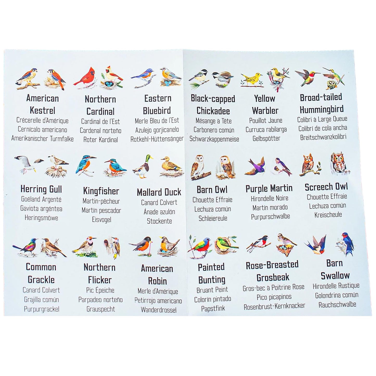 eeBoo: Memory & Matching Game- Little Birds- 18 Illustrated Matching Pairs, Concentration Tile Game, Informational Insert, Kids Ages 4+, 1-4 Players