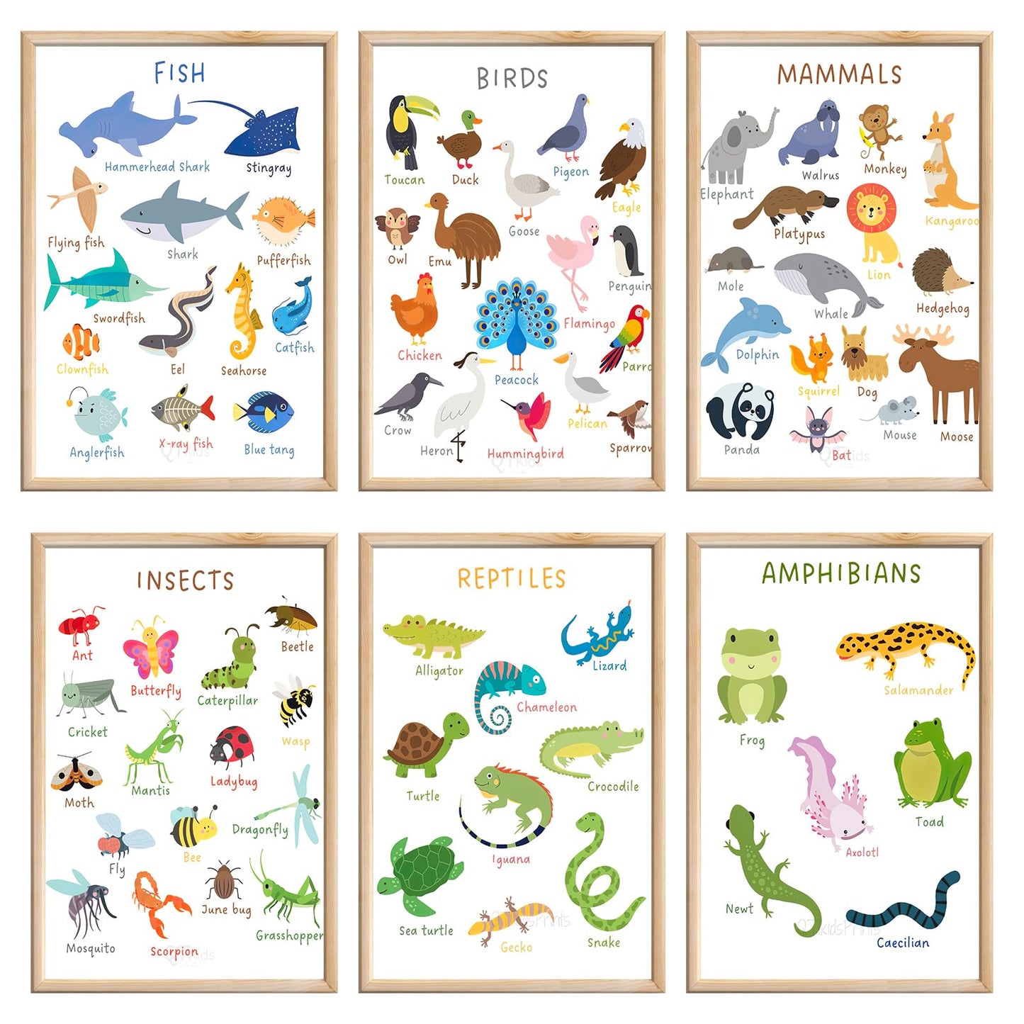 6 Pieces Laminated Educational Preschool Posters for Toddlers,Educational Wall Charts,School classroom Posters,Class decorations for Kindergarten- FISH,BIRDS，MAMMALS，INSECTS,REPTILES，AMPHIBIANS.(No