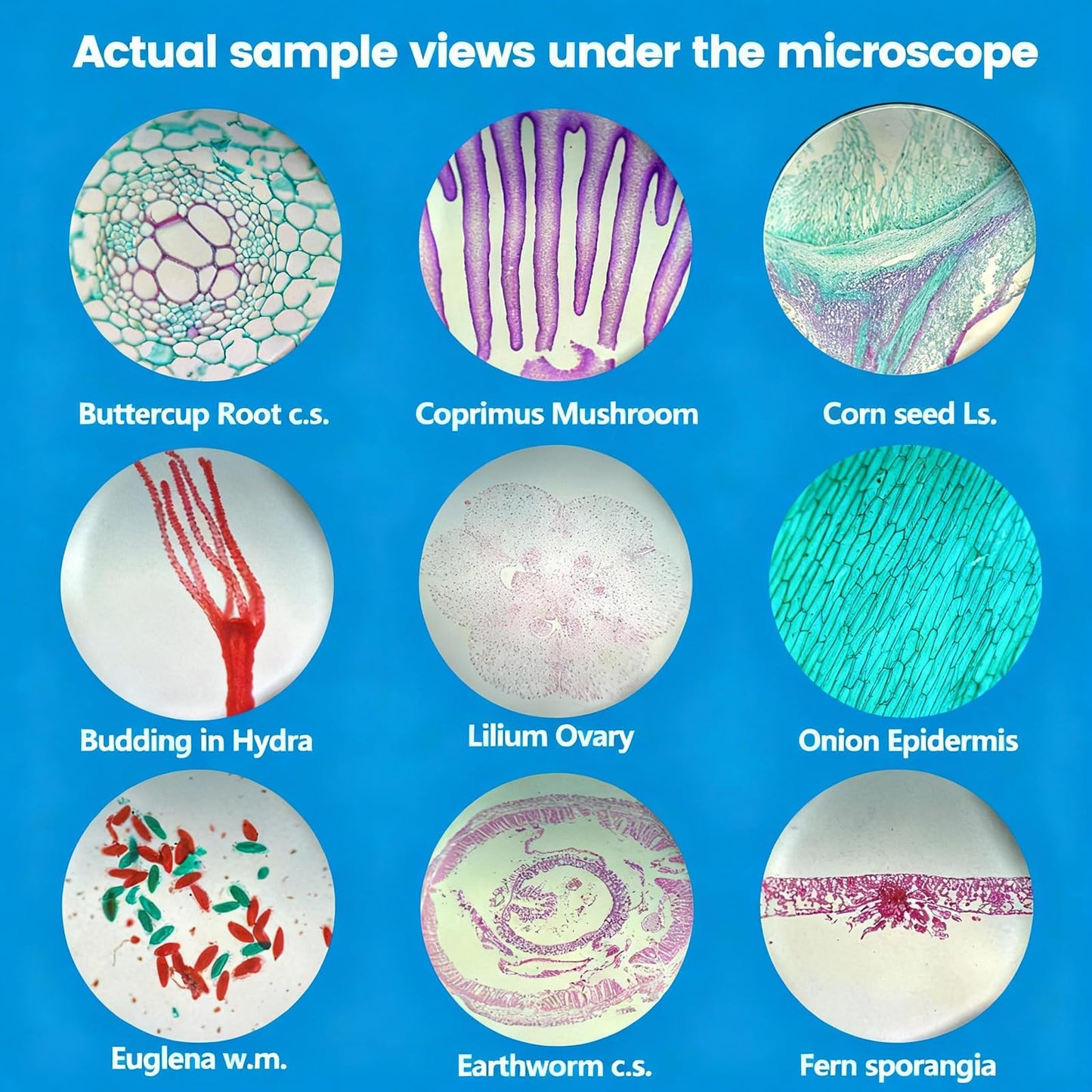 Microscope Slides with Specimens, 120 Lab-Grade Prepared Microscope Slides, Animal/Plant/Microbe/Tissue Samples, STEM Biology Kit for Homeschool, Classroom Labs & Science Education