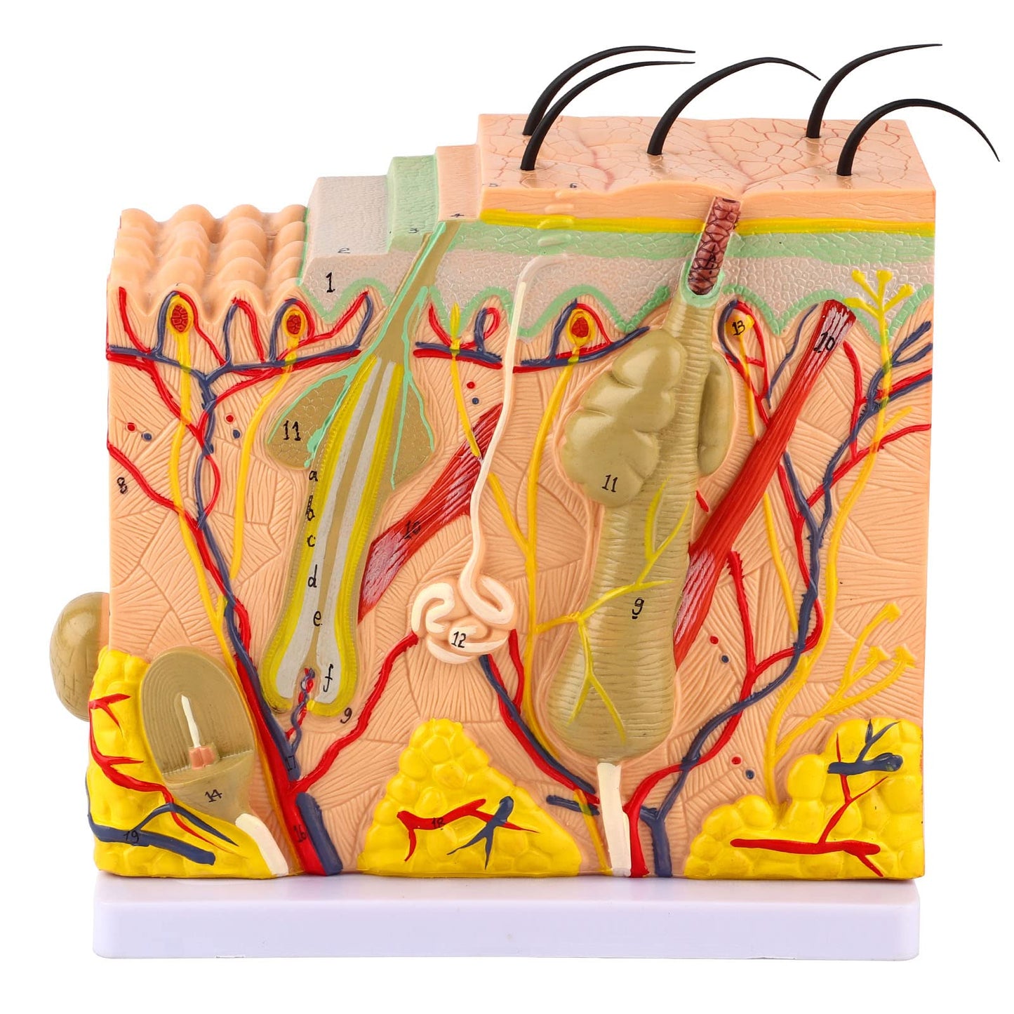 Akozon 50X ThreeDimensional Human Skin Magnified Model, Detailed Skin Anatomy Display, Educational Biology Laboratory Teaching Aid for Teachers and Students