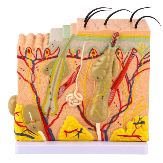 Akozon 50X ThreeDimensional Human Skin Magnified Model, Detailed Skin Anatomy Display, Educational Biology Laboratory Teaching Aid for Teachers and Students