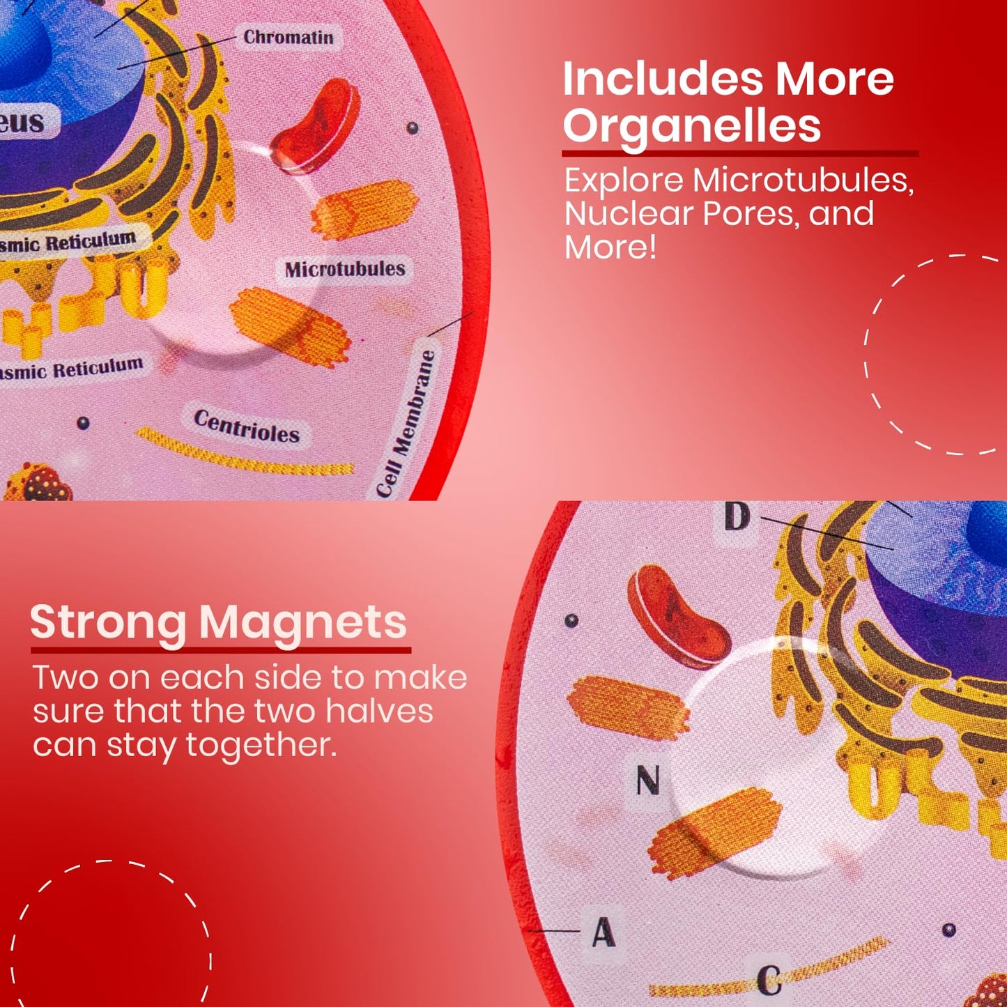 Merhoff & Larkin Animal & Plant Cell Cross Sectional Foam Models Bundle | Great for Classroom Learning, Teaching & STEM Kits | Clearly Labeled Organelles | Useful for Biology, Anatomy & Scie