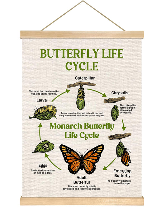Butterfly Life Cycle Educational Wall Art,14x18.5Inch Insect Life Cycle Chart Wall Hanging Canvas Poster, Butterfly Science Learning Posters for Classroom Nursery Homeschool,Kids Room Decor (Green)