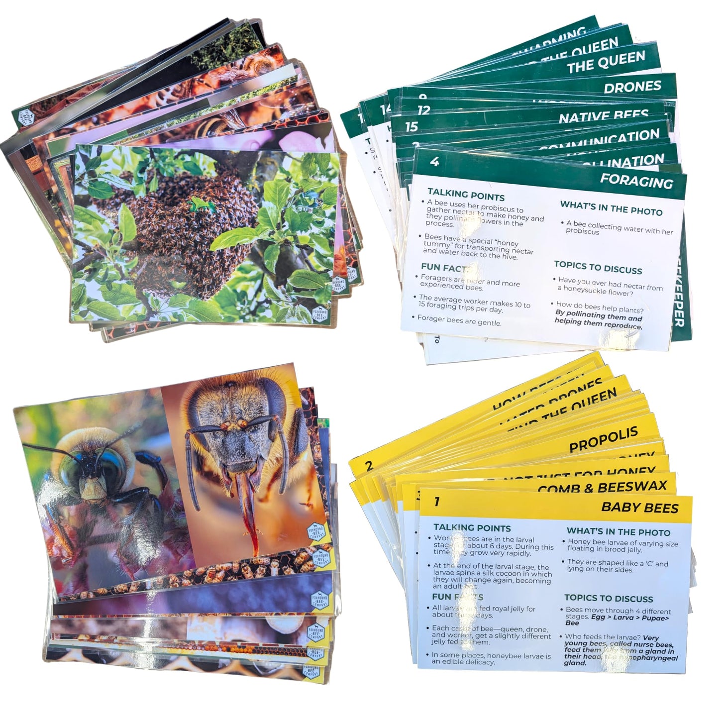 Educational Beekeeping Cards – 12x18 Oversized Beekeeping Flashcards for Teaching Bees and Beekeeping - Classroom and Workshop Learning Tool (Complete Set - Laminated)