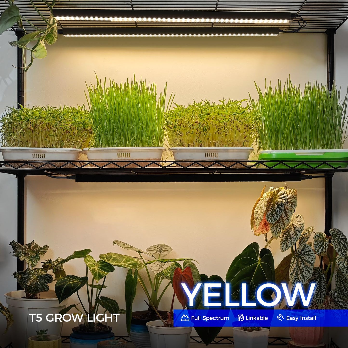 Barrina T5 Grow Lights for Indoor Plants, 40W, Magnetic Installation, Full Spectrum, 2FT, Black Cover, Yellow, 4 Packs