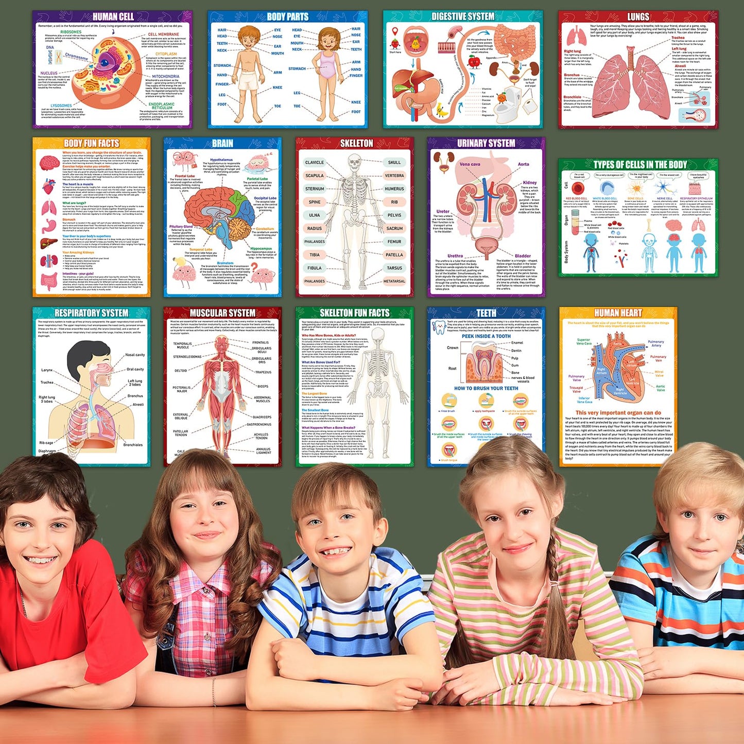 14Pcs Human Anatomy Posters Educational Learn Body Parts physiology study charts Wall Art Print Classroom Decorations for Kids Primary Middle High School Curriculum Homeschool Activity 11 x 14.7 In