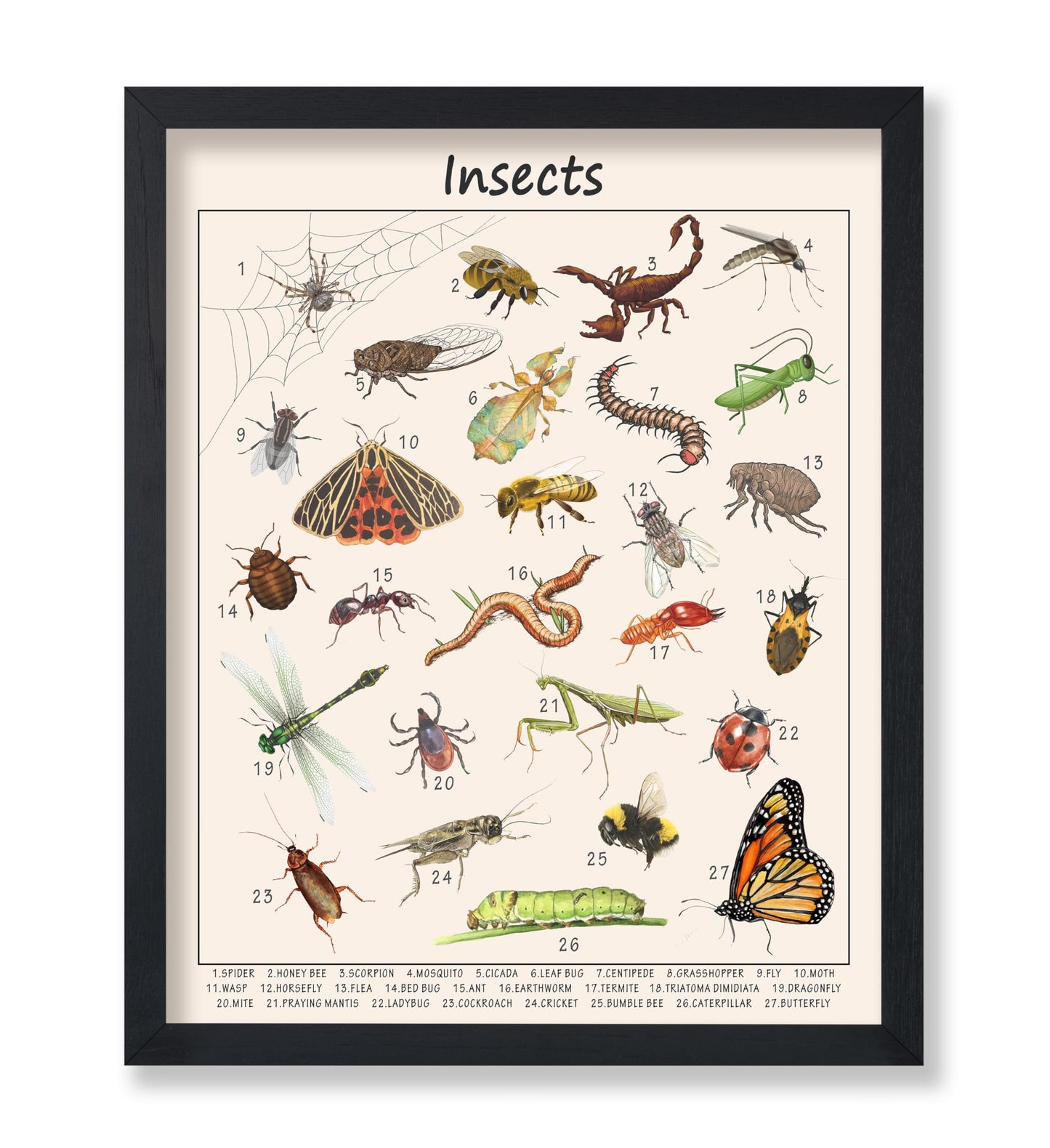 Poster Master Insects Poster - Educational Print - Learning Materials Art - Animal Art - Gift for Kids, Students & Teacher - Great Decor for Playroom, Classroom or Library - 8x10 UNFRAMED Wall Art