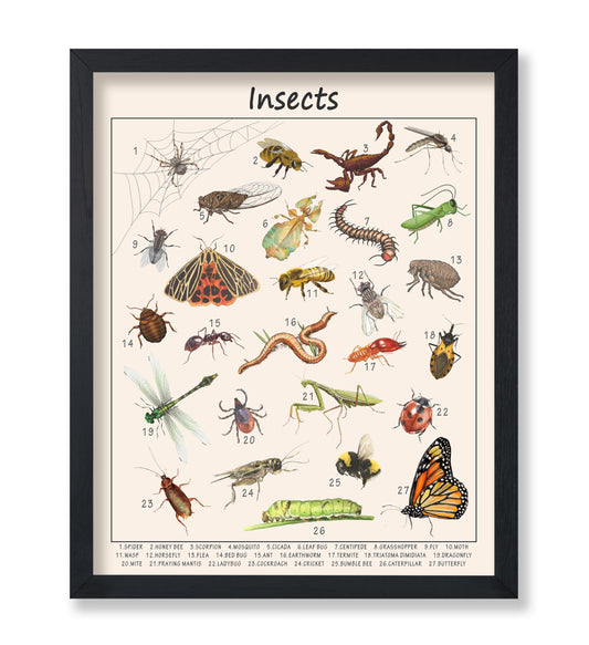 Poster Master Insects Poster - Educational Print - Learning Materials Art - Animal Art - Gift for Kids, Students & Teacher - Great Decor for Playroom, Classroom or Library - 8x10 UNFRAMED Wall Art