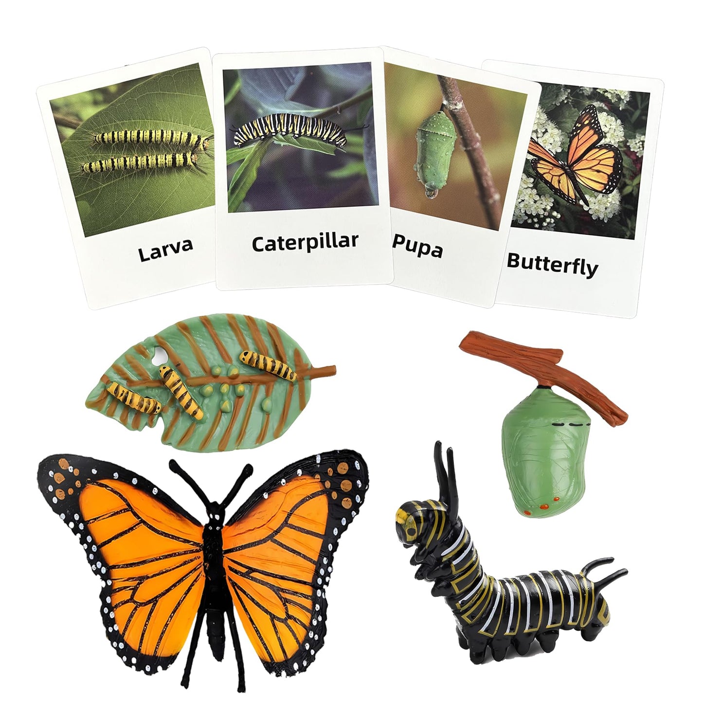 Mbrain 4pcs Butterfly Growth Cycle with Flash Cards,Life Cycle Learning & Education Toys,Montessori Toys,Gift for Girl & Boy for 3 4 5 6 7 Year Old (Butterfly)
