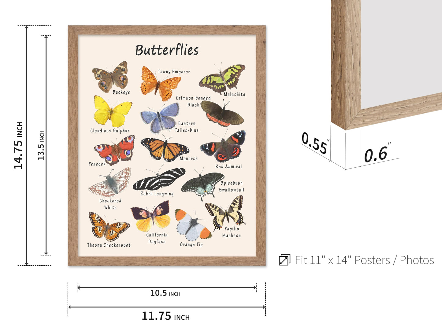 Poster Master Butterfly Print - Animal Poster - Learning Materials Art - Educational Wall Design - Gift for Students & Teacher - Decor for Classroom, Library or Nursery - 11x14 Beige Framed