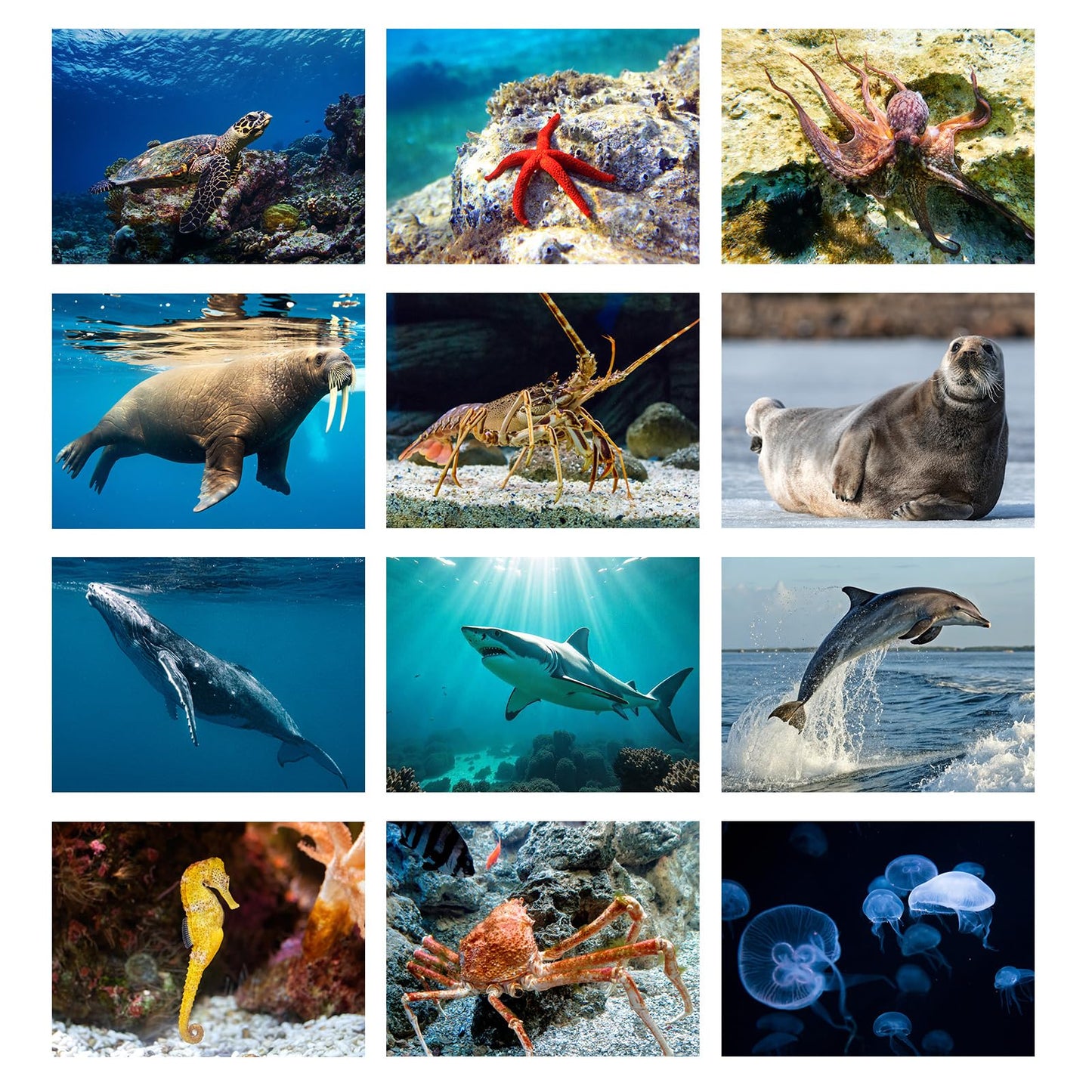 Motiskyy 12 Pcs Diversity Posters for Classroom Preschool Educational Learning Real Pictures for Daycare Home Multicultural Awareness(Ocean Animals)