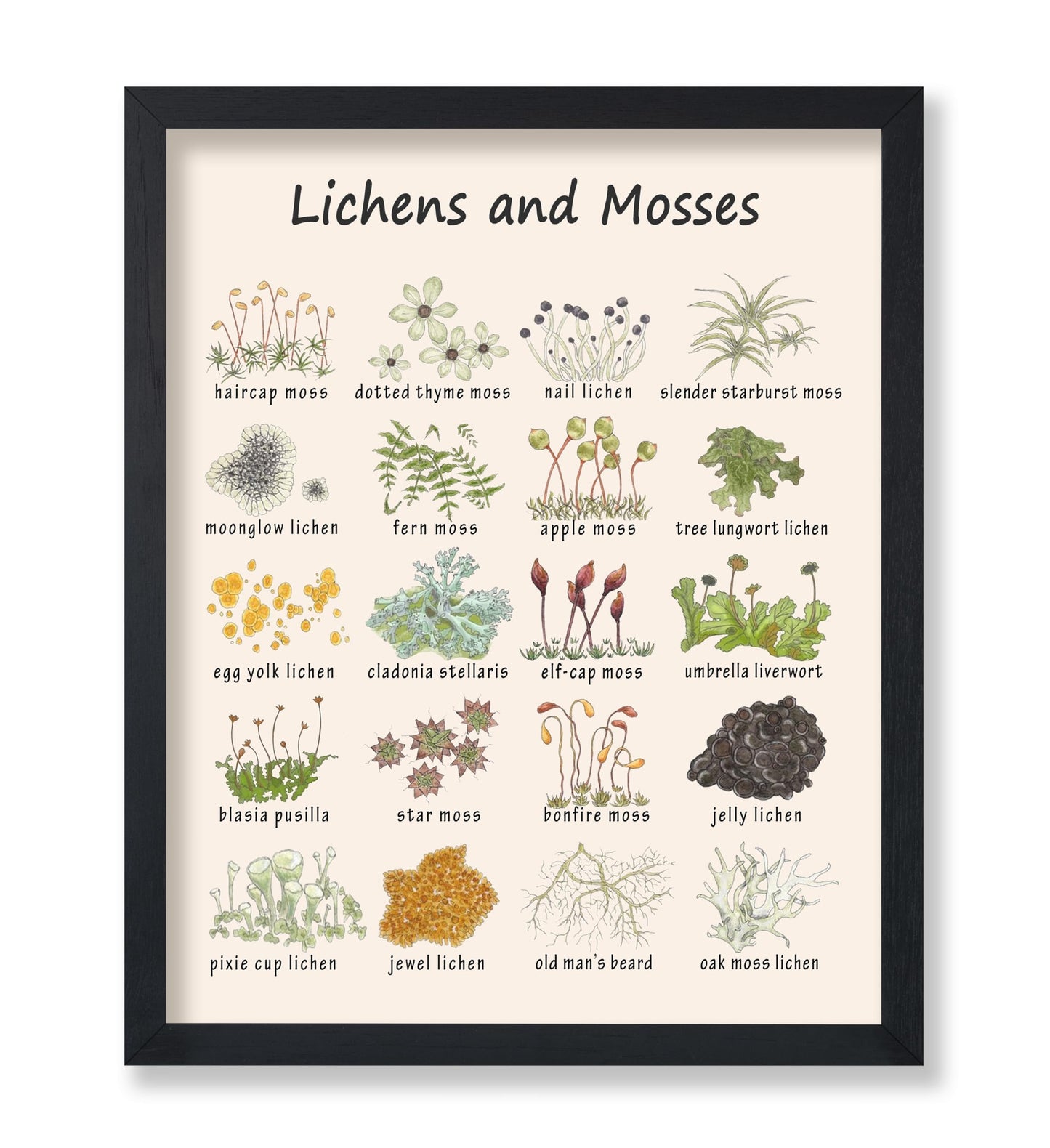 Poster Master Lichens & Mosses Poster - Educational Print - Learning Materials Art - Botanical Art - Gift for Students & Teacher - Fun Decor for Classroom, Library or Nursery - 8x10 UNFRAMED Wall Art