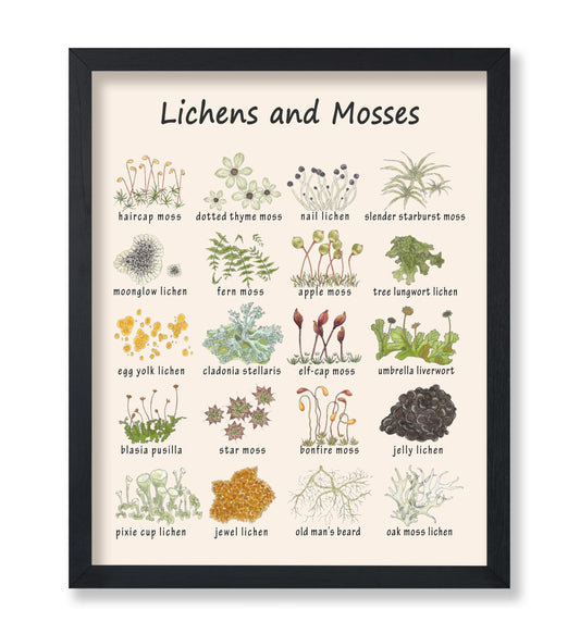 Poster Master Lichens & Mosses Poster - Educational Print - Learning Materials Art - Botanical Art - Gift for Students & Teacher - Fun Decor for Classroom, Library or Nursery - 8x10 UNFRAMED Wall Art