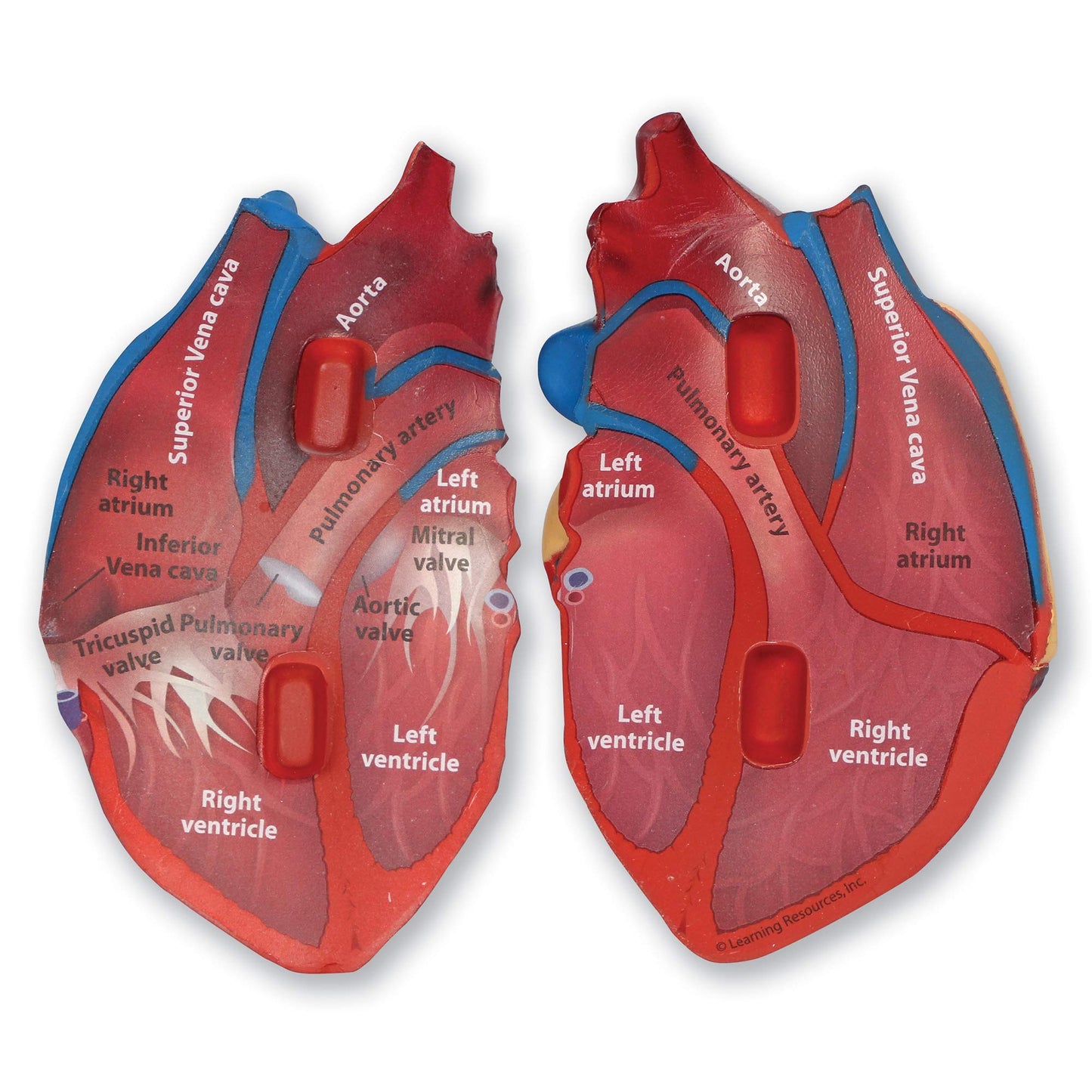 Learning Resources Cross-Section Human Heart Model - Practice Anatomy, Cardiology Artery and Veins Study Tools, Classroom Must Haves, STEM Student Essentials, Back to School Supplies for Teachers