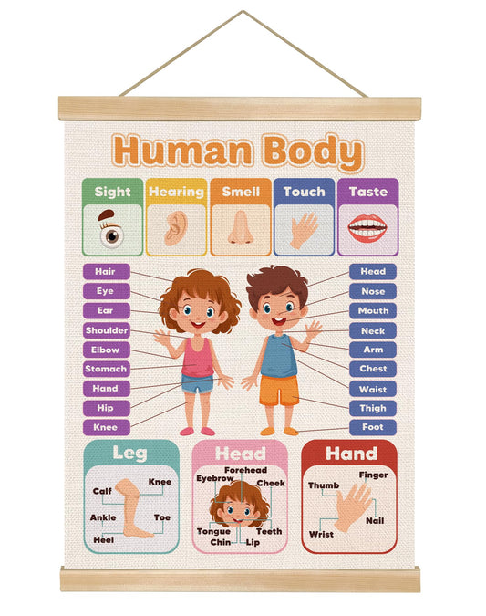 You found a duck Human Body Educational Wall Art Poster for Classroom, Modern Educational Canvas Print Poster, Toddlers Learning Chart for Playroom Nursery, Kids Room Decor 14x18.5Inch
