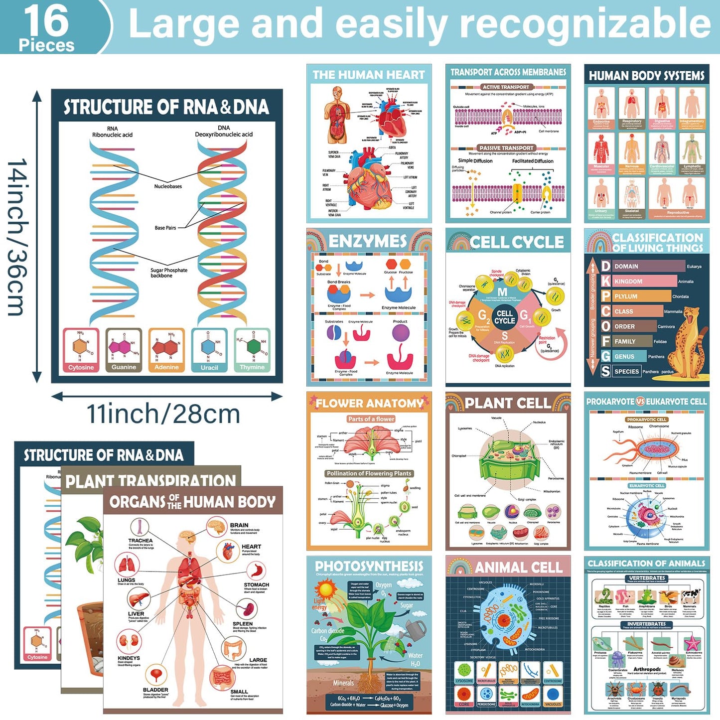 16Pcs Boho Science Posters for Classroom Middle School Supplies Biology Poster Classroom Decoration Life Science Posters Charts for Teachers High School Education Bulletin Wall Decor