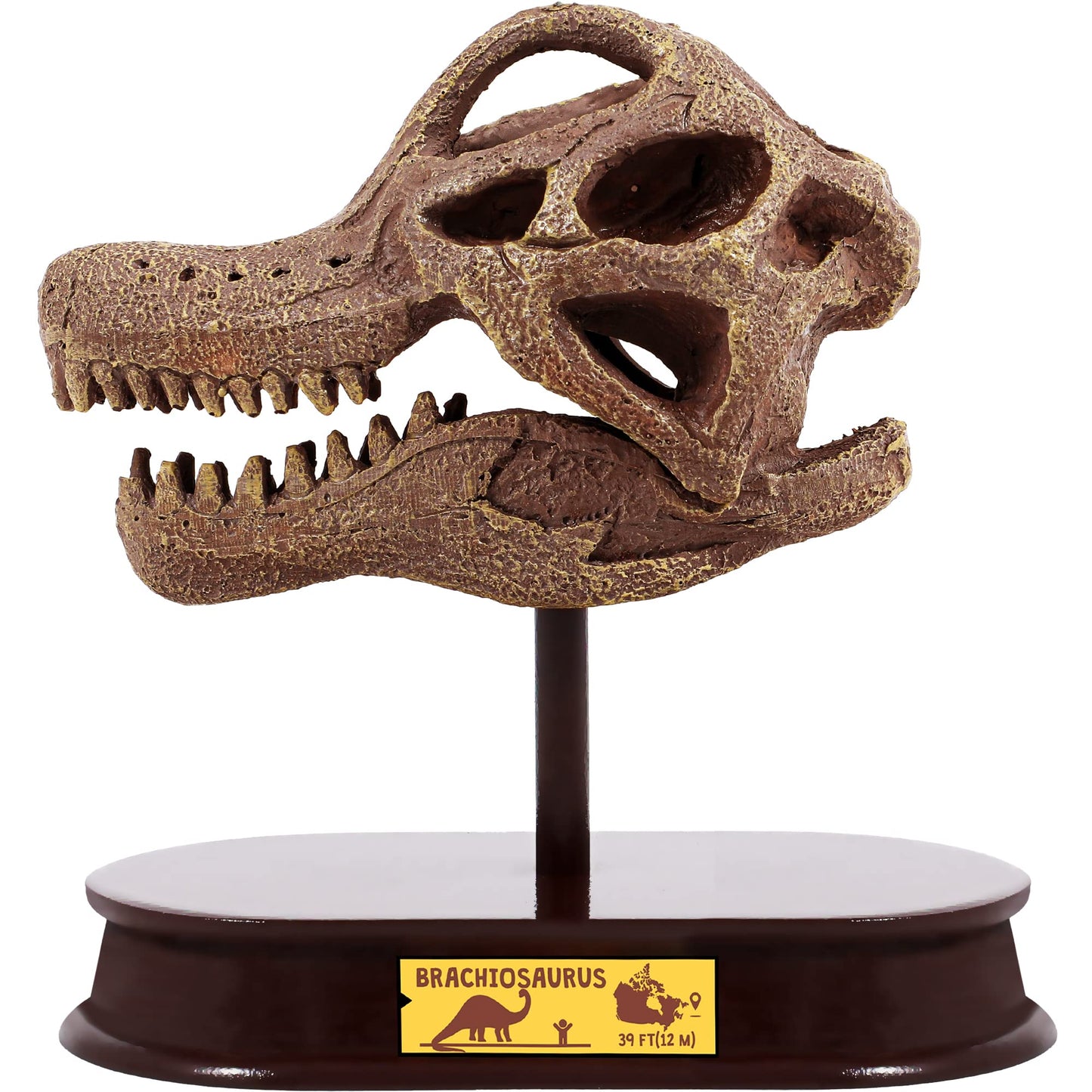 ArtCreativity Dinosaur Excavation Kit for Kids, Brachiosaurus Skull Excavating Set with Fossil Digging Tools and Stand, Fun Science Activity Toy, Educational Dinosaur Gift for Boys and Girls