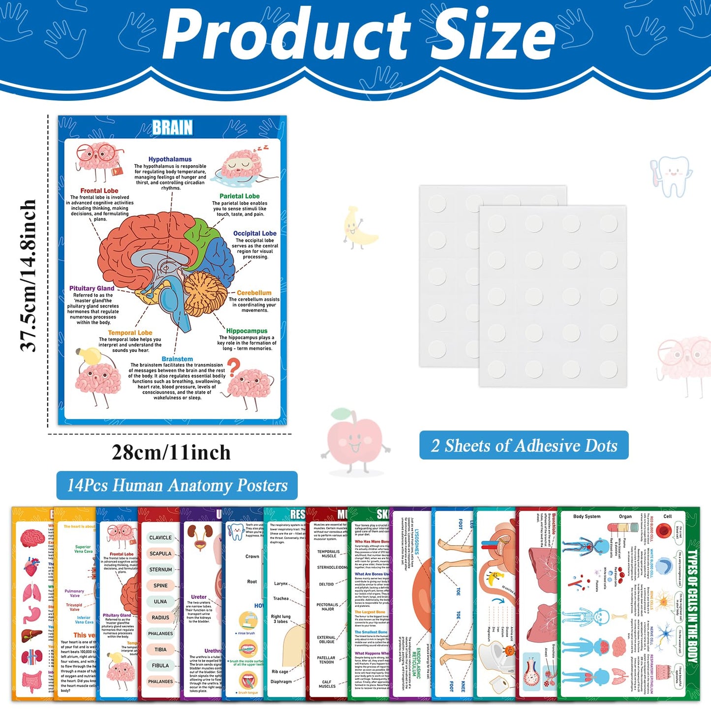 14Pcs Human Anatomy Posters Educational Learn Body Parts physiology study charts Wall Art Print Classroom Decorations for Kids Primary Middle High School Curriculum Homeschool Activity 11 x 14.7 In