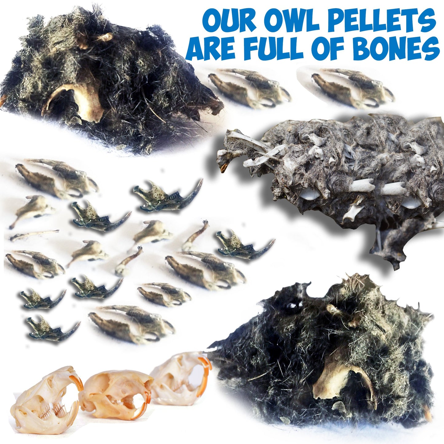 Amazing Owl Pellet Dissection Kit – 5-Piece Pellet Set for Science Lab Projects – w/Tweezers and Wooden Probes – Ideal for Science Projects – Barn Owl eBook Included - Intended for Ages 15 & Older
