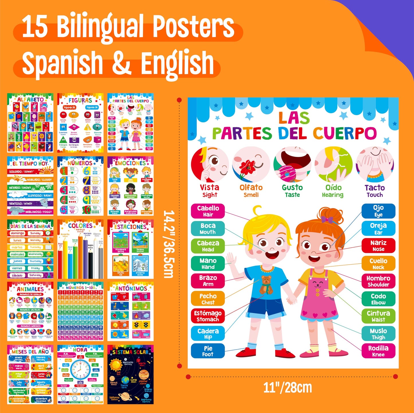 15 Packs Spanish & English Educational Posters, Thick Elementary Bilingual Poster Waterproof & Tearproof with PET Film, Early Language Learning Tool Educational Posters for Kindergarten Preschool