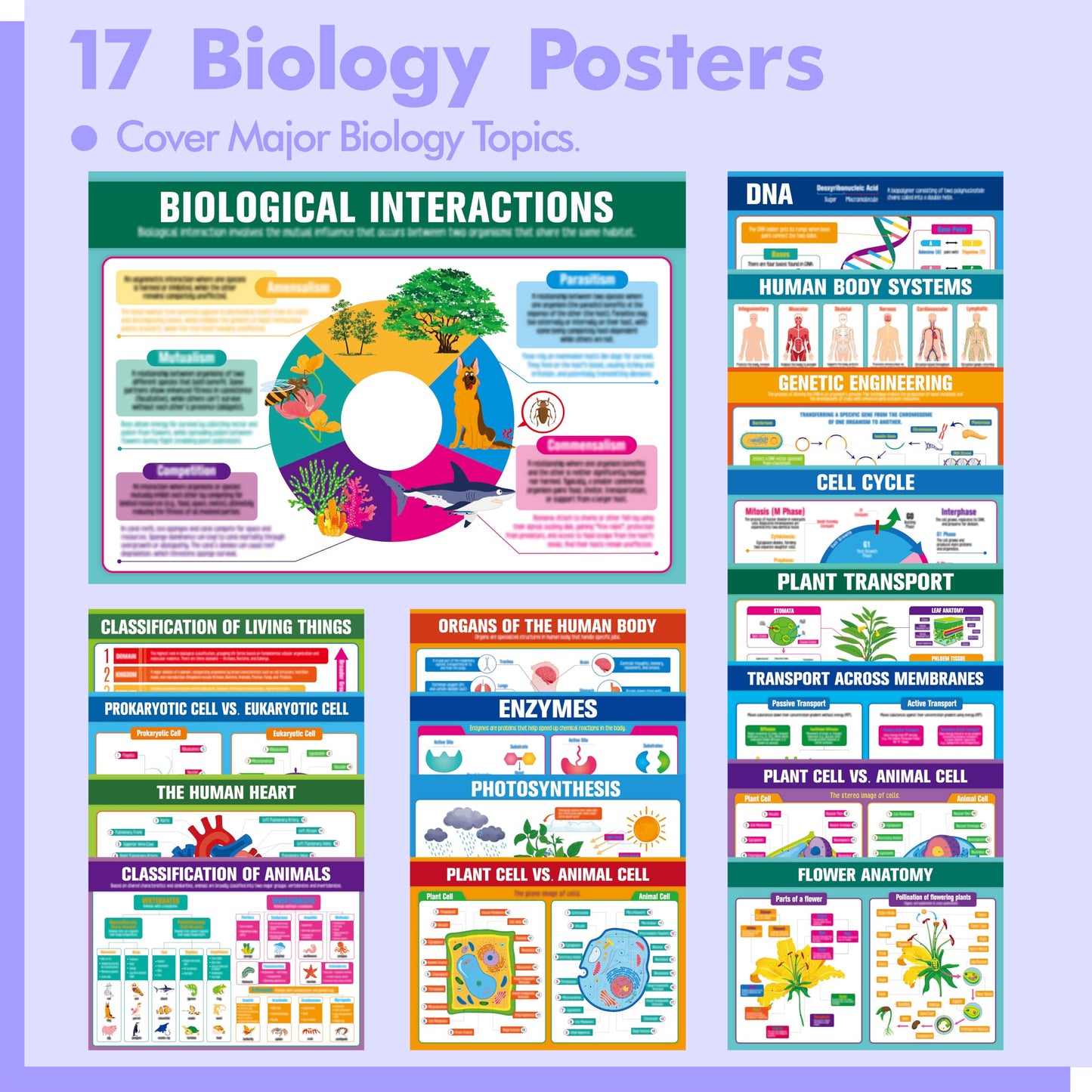 17 Laminated Biology Posters, Human Body System, Cell Anatomy, DNA, Photosynthesis, Educational Science Charts For Middle & High School, Learning Tool For Classroom, Bulletin Board, Room, 11”x16”