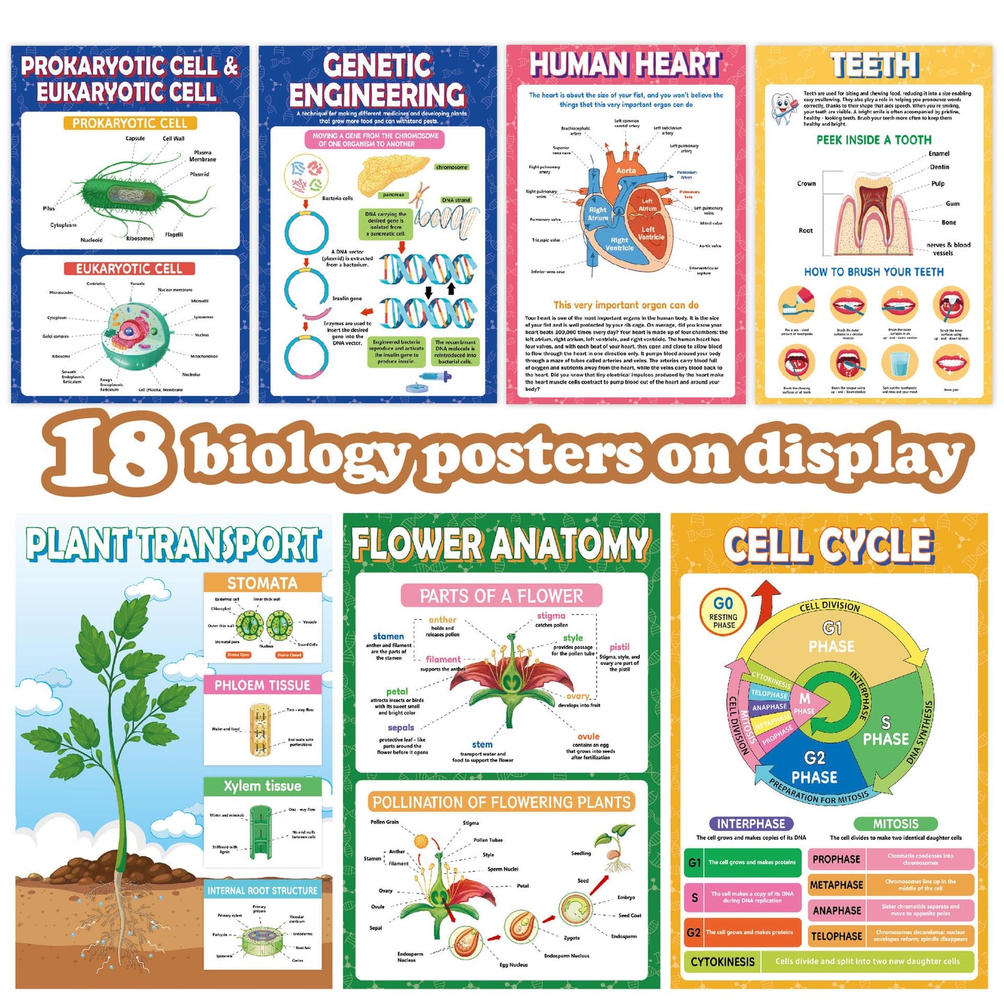 Sruchy 18 Biology Posters for Classroom, 11x17in Botany Human Life Science Educational Posters for Homeschool and Classroom Decor - Clinic Office, Home Washroom, Biology Lab, Teaching Gifts
