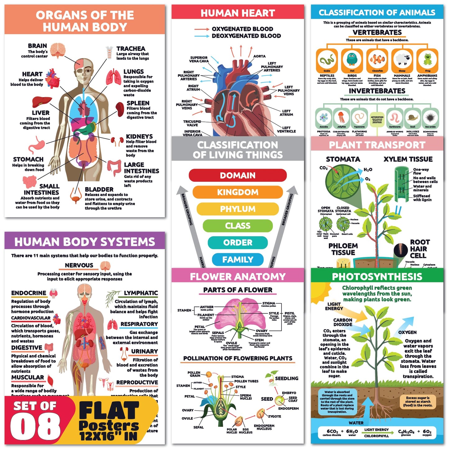 Sproutbrite 8 Pack 12” x 16” Educational Plant Cells & Human Body Science Posters for Classroom - Biology & Life Science Charts and Wall Decor for Pre, Elementary, Middle & Homeschool - Covers Essential Biology, Human Anatomy, and Life Science Topics