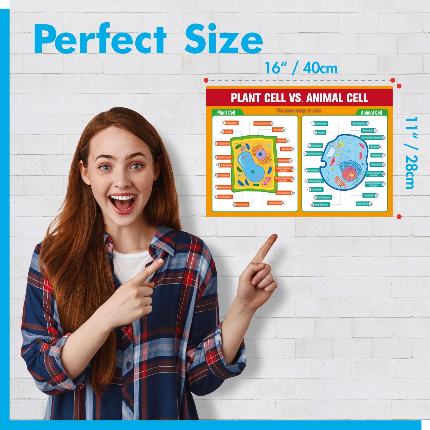 17 Laminated Biology Posters, Human Body System, Cell Anatomy, DNA, Photosynthesis, Educational Science Charts For Middle & High School, Learning Tool For Classroom, Bulletin Board, Room, 11”x16”