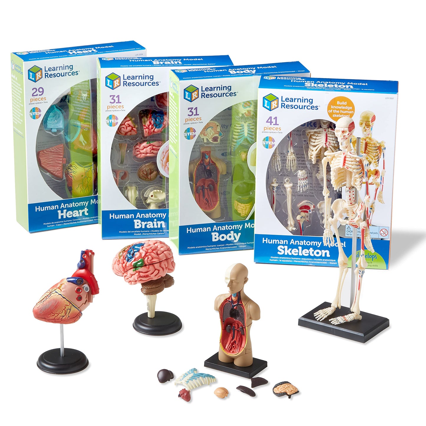 Learning Resources Anatomy Models Bundle Set - Skeleton and Physiology, Human Body Model , Science Classroom Must Haves, Biology Teacher Supplies, Interactive Homeschool Projects, Montessori