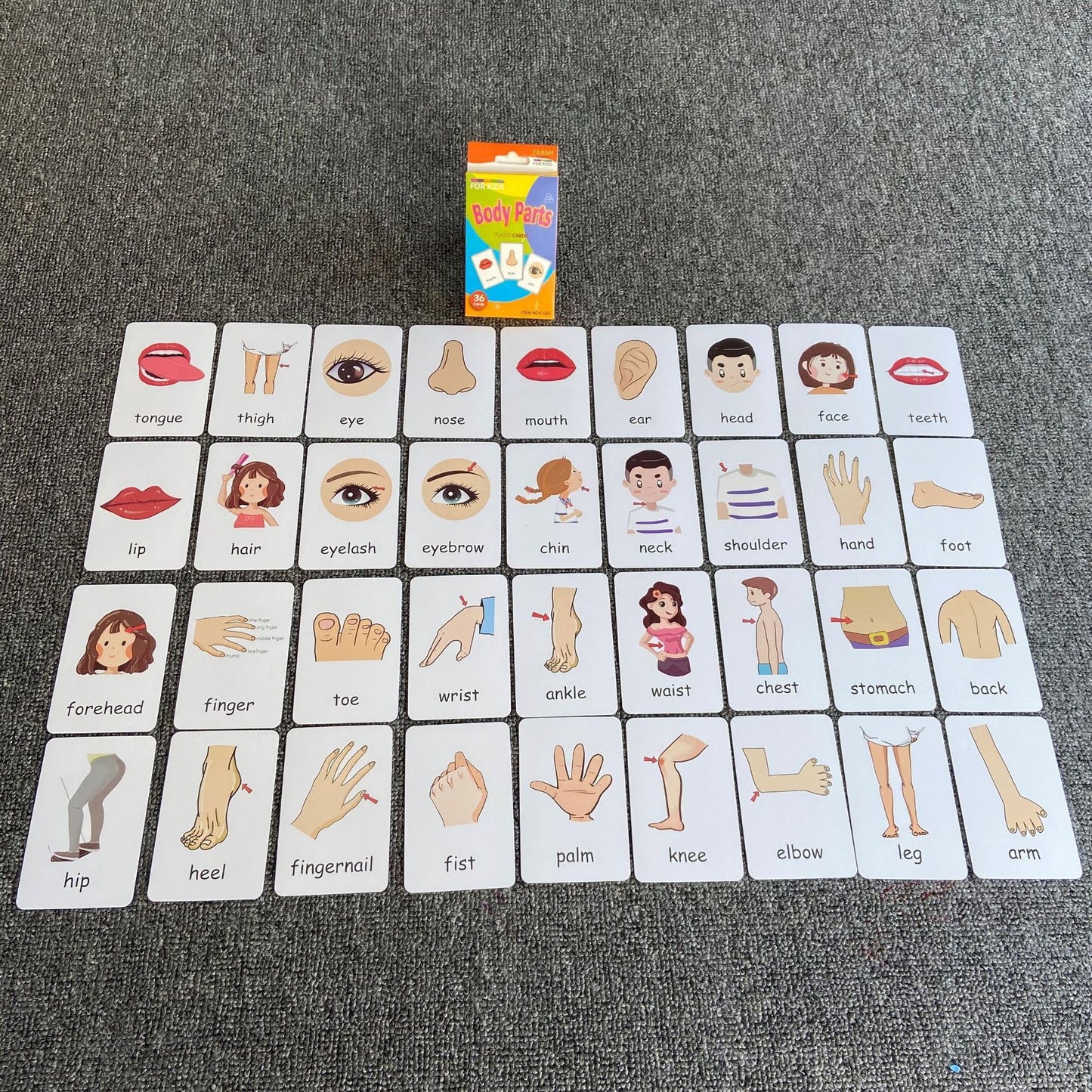 Flash Cards for Toddlers, Educational Learning Set of 144, Body Animal Food Fruit Cards, Ages 2-6, Montessori Preschool Learning Toys for Kindergarten (Orange, Pocket-Size)