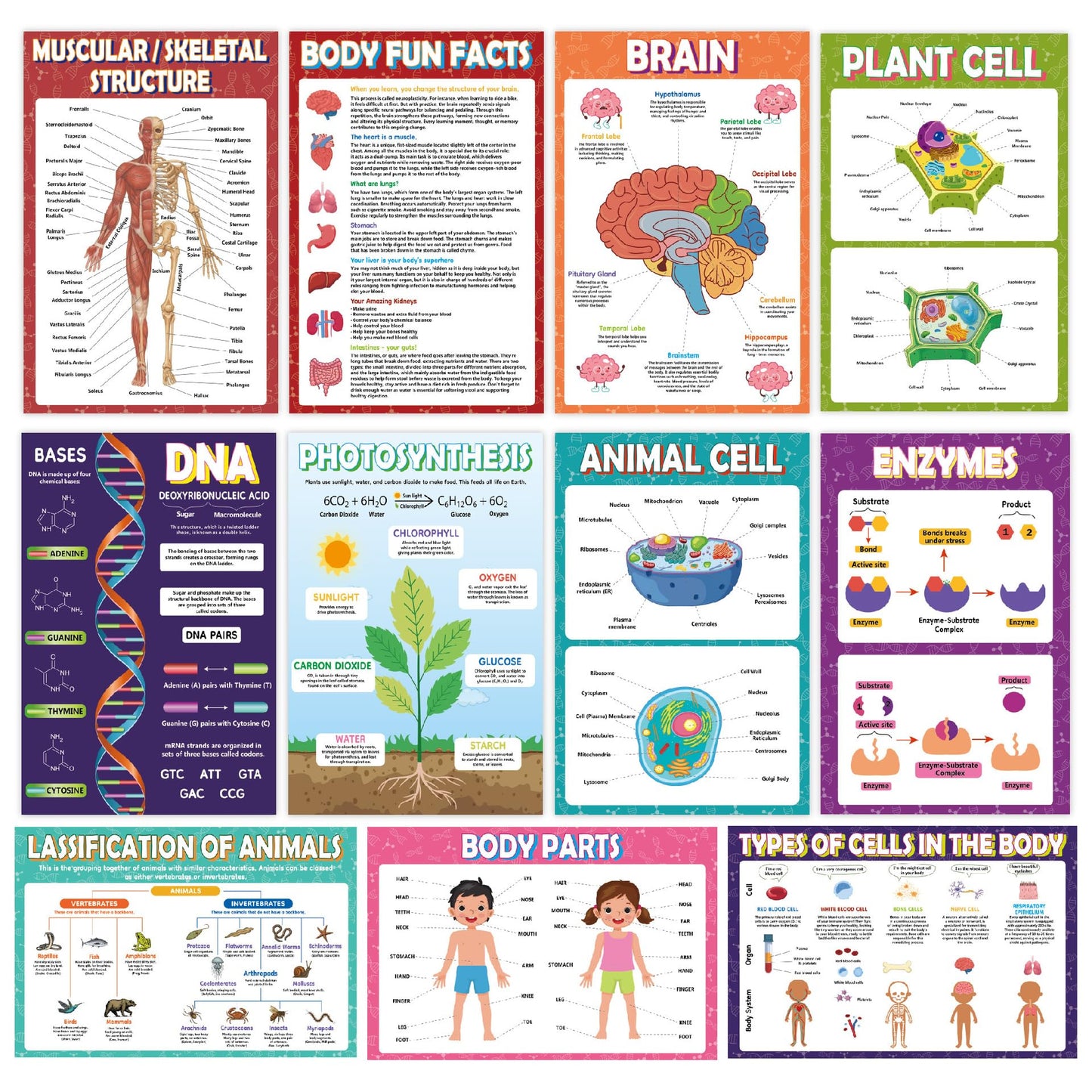 Sruchy 18 Biology Posters for Classroom, 11x17in Botany Human Life Science Educational Posters for Homeschool and Classroom Decor - Clinic Office, Home Washroom, Biology Lab, Teaching Gifts
