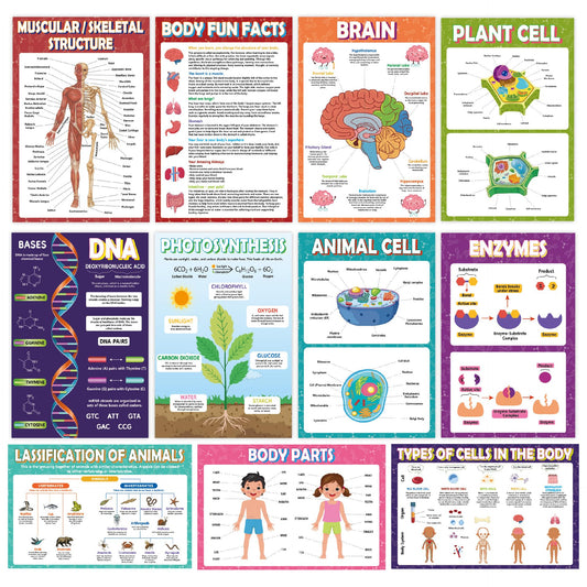 Sruchy 18 Biology Posters for Classroom, 11x17in Botany Human Life Science Educational Posters for Homeschool and Classroom Decor - Clinic Office, Home Washroom, Biology Lab, Teaching Gifts
