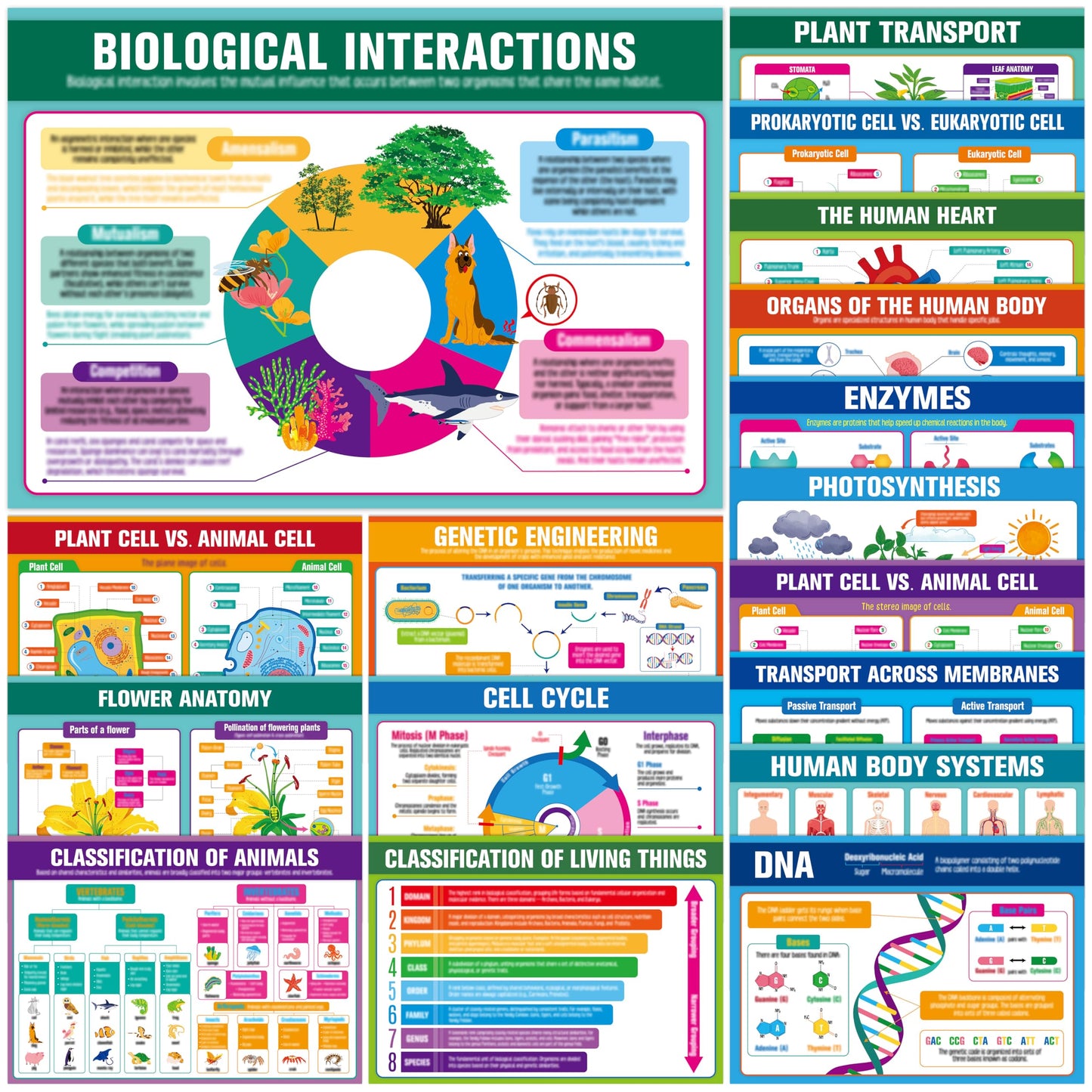 17 Laminated Biology Posters, Human Body System, Cell Anatomy, DNA, Photosynthesis, Educational Science Charts For Middle & High School, Learning Tool For Classroom, Bulletin Board, Room, 11”x16”